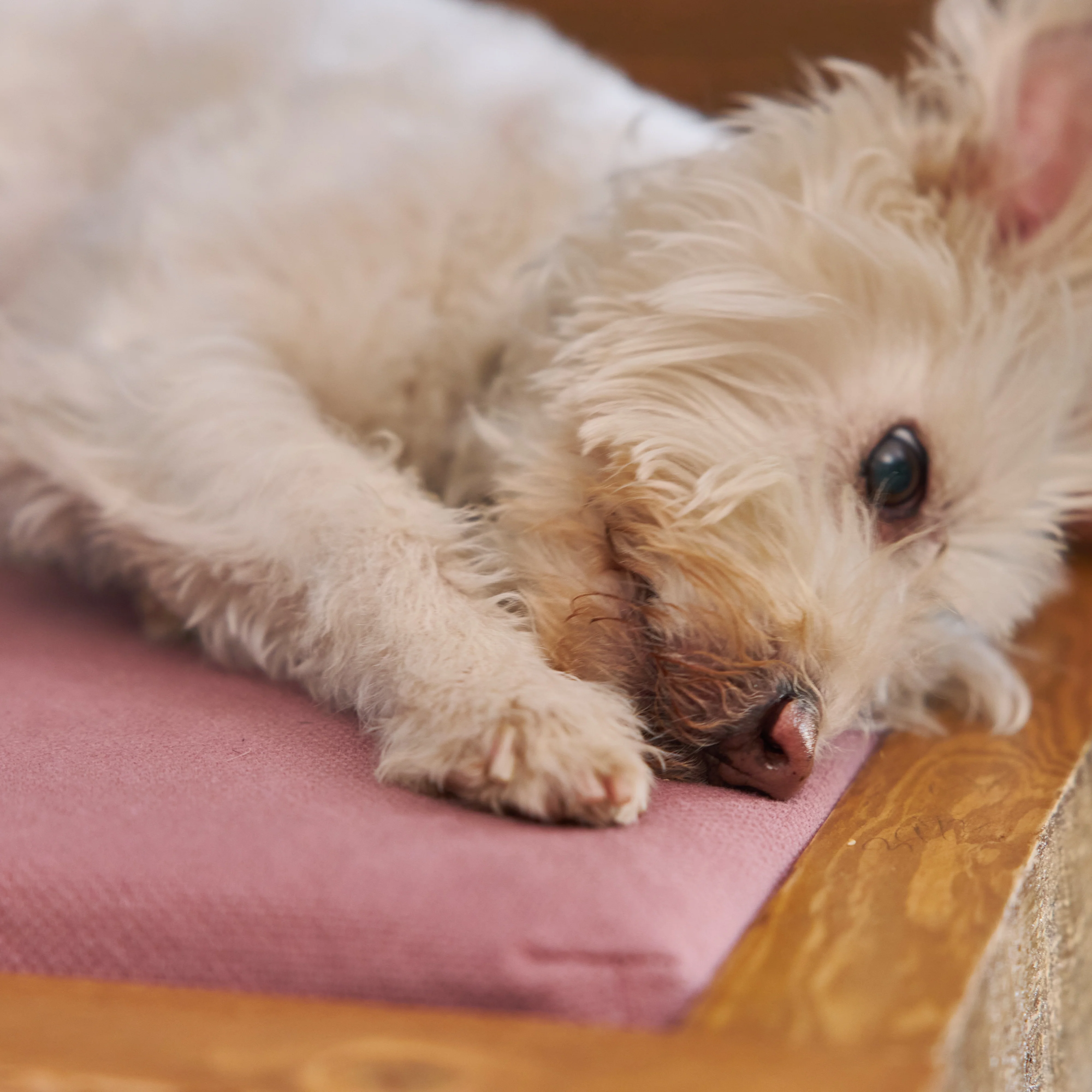 Dog Bed Frame - Image 9